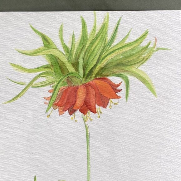 Original Watercolor Painting Fritillaria Botanical Flower Signed B Westbrook 90s - Picture 2 of 11